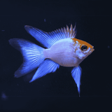 Ram Cichlid Electric Blue Balloon Ramirezi (2-3 Cms) | Pair