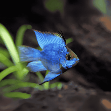 Ram Cichlid Electric Blue Balloon Ramirezi (2-3 Cms) | Pair
