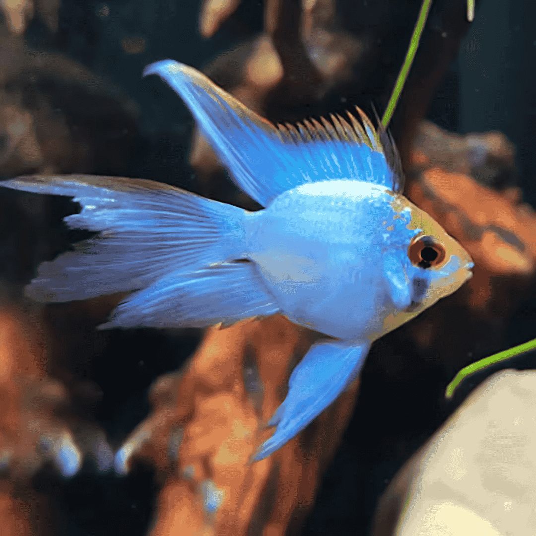 Ram Cichlid Electric Blue Balloon Ramirezi (2-3 Cms) | Pair