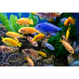 Random Cichlids (8-10Cms) | Single