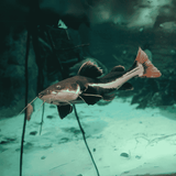 Live Fish Red Tail Cat (4 Inches) | Single