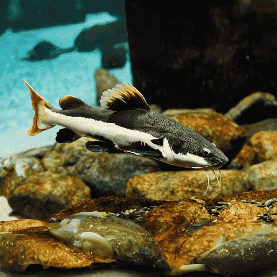Live Fish Red Tail Cat (4 Inches) | Single