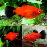 Live Fish Platy