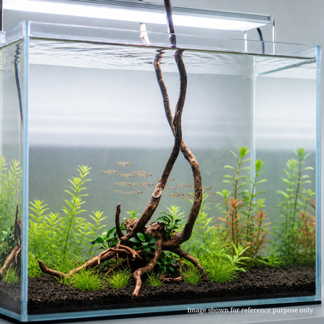 Stem Driftwood SD10 | L*W*H = 22*22*51 Inches
