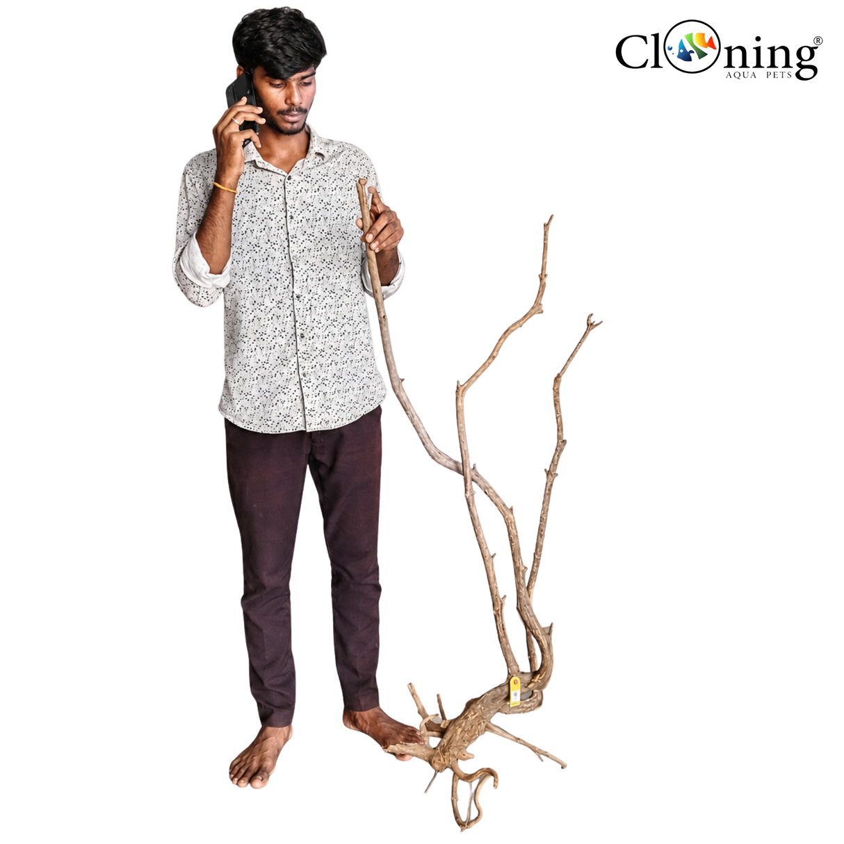 Stem Driftwood SD19 | L*W*H = 24*16*53 Inches