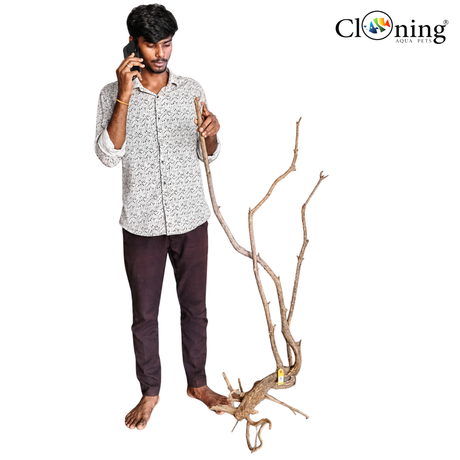 Stem Driftwood SD19 | L*W*H = 24*16*53 Inches
