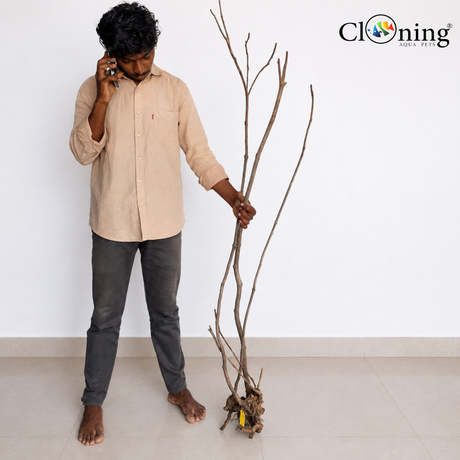 Stem Driftwood SD25 | L*W*H = 13*16*63 Inches