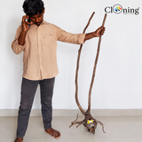 Stem Driftwood SD9 | L*W*H = 39*20*43 Inches