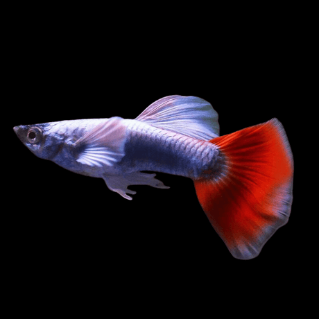 Live Fish Guppy Assorted (Pair) = Red Dragon | Dumbo Ear | Santa Clause