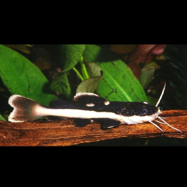 Red Tail Cat (2 Inches) | Single