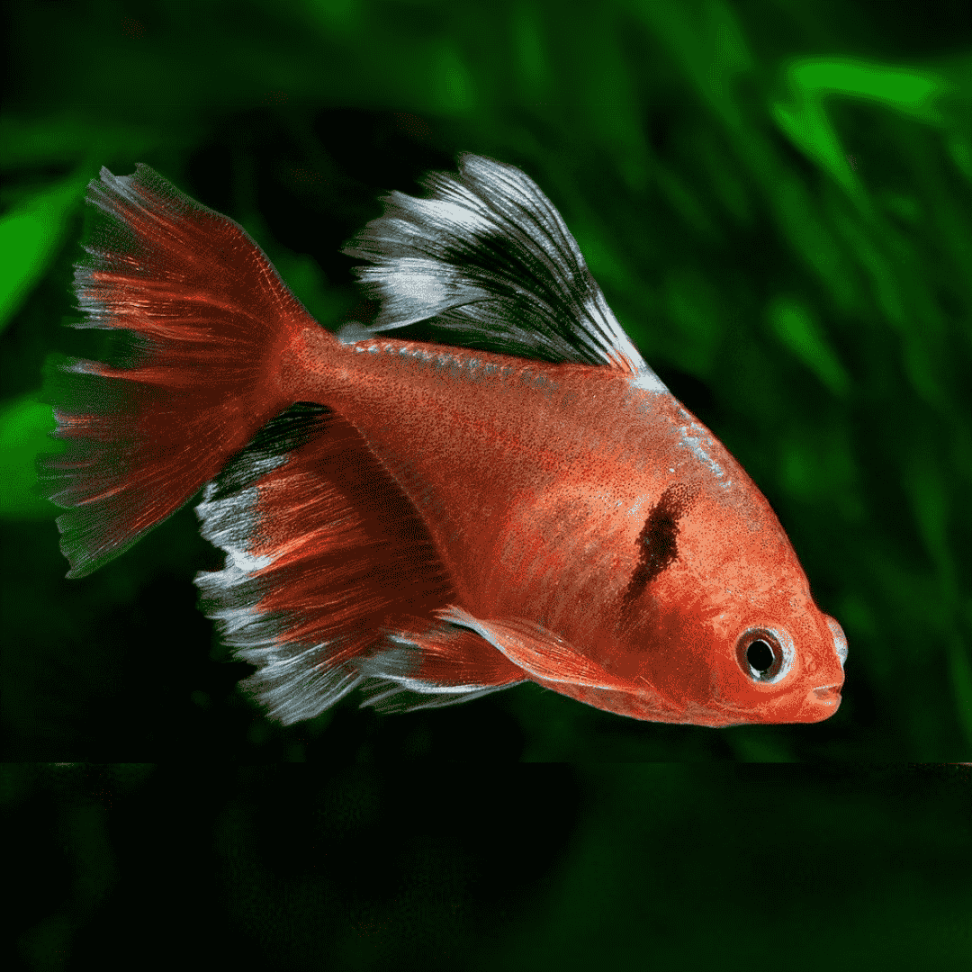 Serpae Tetra Veiltail Adult | Single