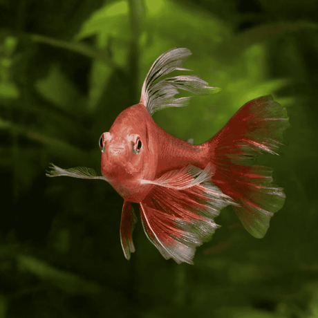 Serpae Tetra Veiltail Adult | Single