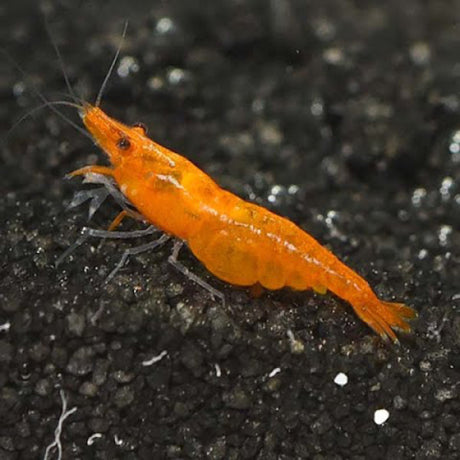 ಕಿತ್ತಳೆ ರಿಲಿ ಸೀಗಡಿ