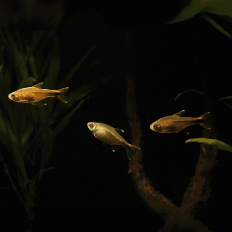 Live Fish Silver Tip Tetra | Planted Tank Fish | Single