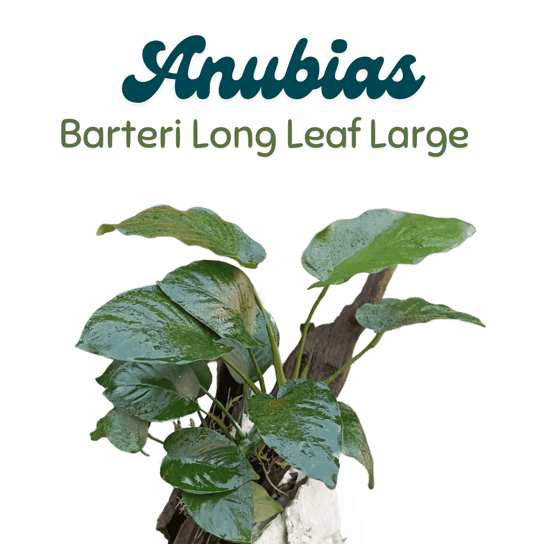 Anubias Barteri Long Leaf Large | Pot Live Plant