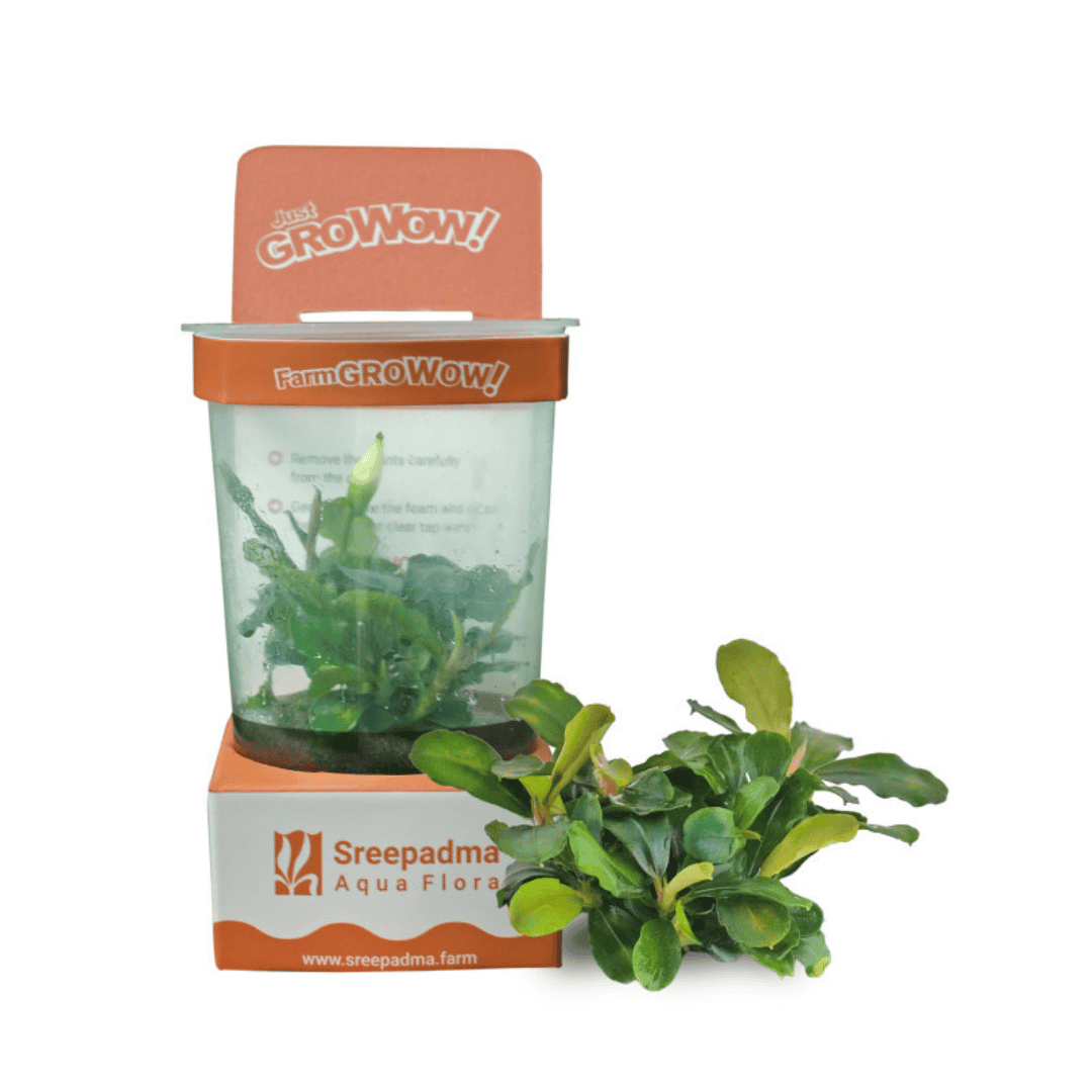 Sreepadma A49 Bucephalandra 'Pygmy' | TC Live Plant