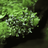 Sreepadma A49 Bucephalandra 'Pygmy' | TC Live Plant