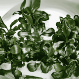 Sreepadma A49 Bucephalandra 'Pygmy' | TC Live Plant