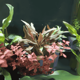 ADA IC092 Cryptcoryne Wendetii "ಗ್ರೀನ್" TC | ಅಕ್ವೇರಿಯಂ ಲೈವ್ ಸಸ್ಯಗಳು