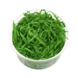 Sreepadma A4 Helanthium bolivianum Quadricostatus | TC Live Plant