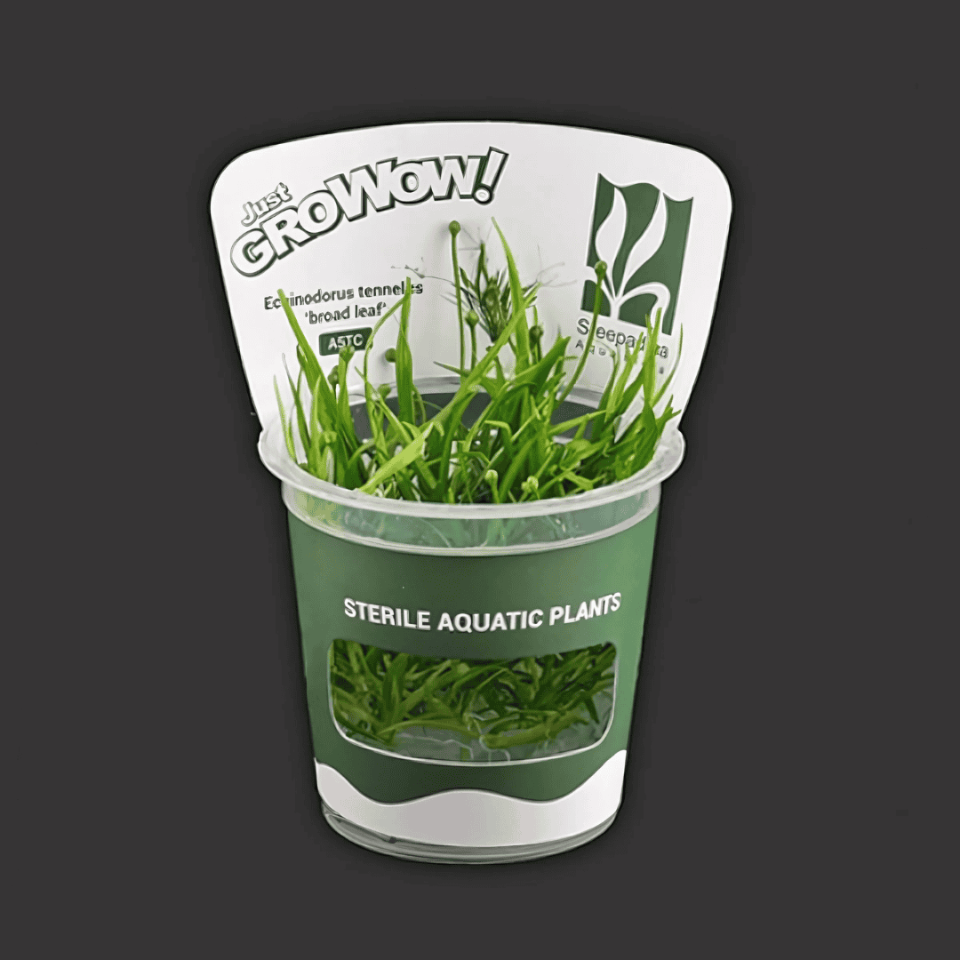 Sreepadma A5 Echinodorus Tenellus Var Broad Leaf | TC Live Plant