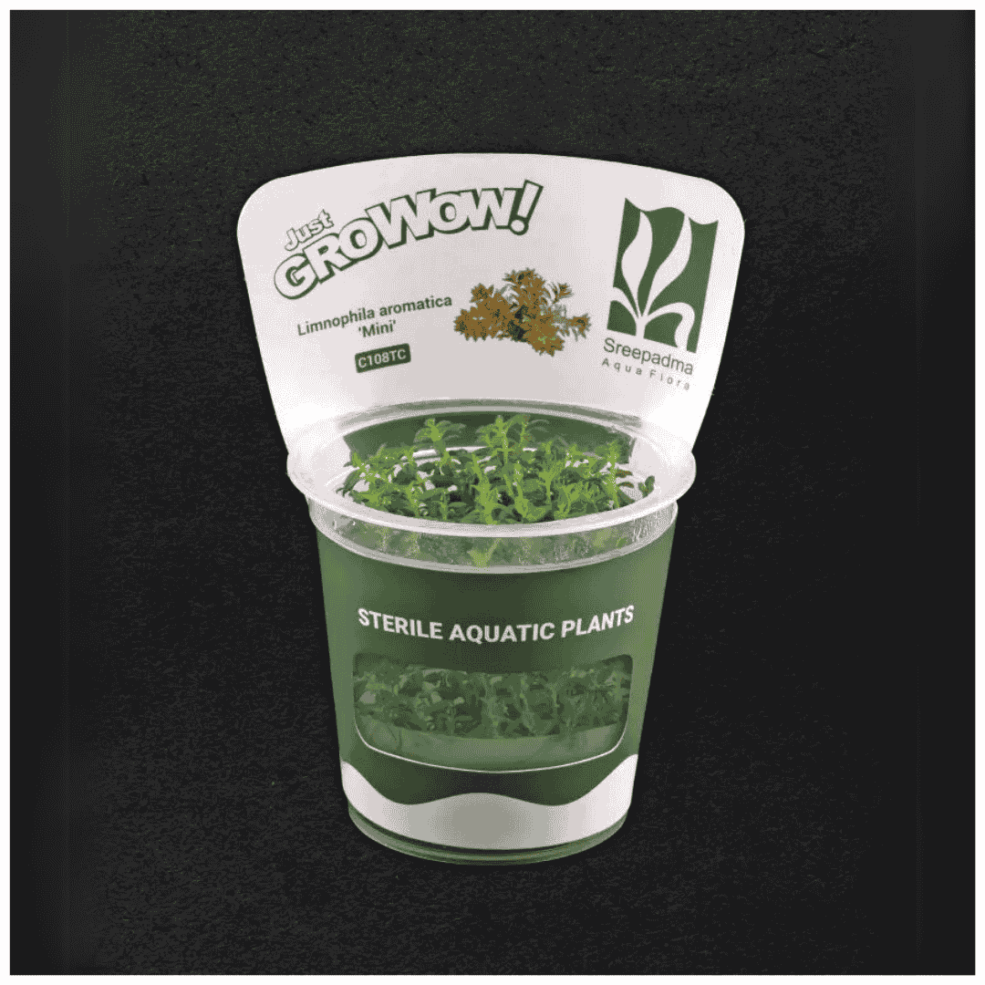 Sreepadma C108 Limnophila Aromatica Mini | TC Live Plant