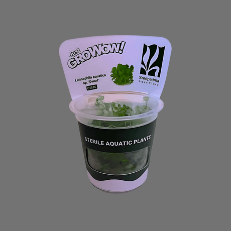 Sreepadma C35 Limnophila Aromatica Sp Dwarf | TC Live Plant