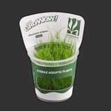 Sreepadma D28 Eleocharis Vivipara | TC Live Plant