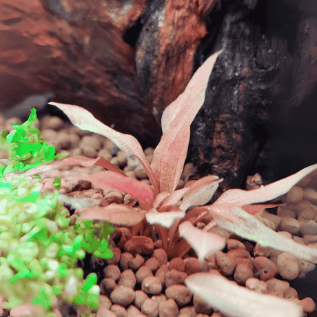 Sreepadma D79 Cryptocoryne 'Sindoor' | TC Live Plant