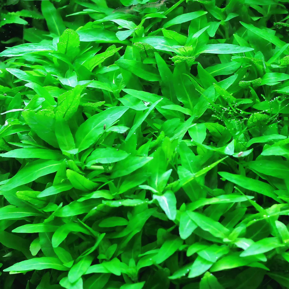 Close-up of lush green aquatic plants