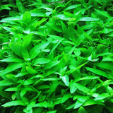 Close-up of lush green aquatic plants