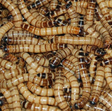 TAIYO Aini ಮೀನು ಆಹಾರ ಒಣ ವಯಸ್ಕ, ಯುವ ಮೀನು ಆಹಾರ 330g+33g ಉಚಿತ