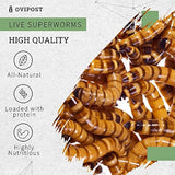 TAIYO Aini ಮೀನು ಆಹಾರ ಒಣ ವಯಸ್ಕ, ಯುವ ಮೀನು ಆಹಾರ 330g+33g ಉಚಿತ