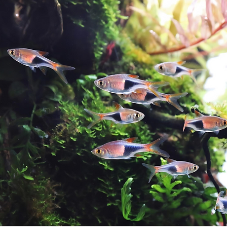Live Fish Plant Tank Fish Assorted (Pair) = Neon Tetra┃Cardinal┃Harlequin Rasbora┃Red Ember┃Lamp Eye