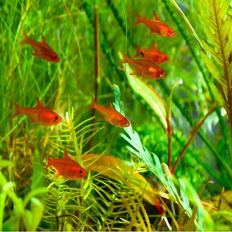 Live Fish Plant Tank Fish Assorted (Pair) = Neon Tetra┃Cardinal┃Harlequin Rasbora┃Red Ember┃Lamp Eye
