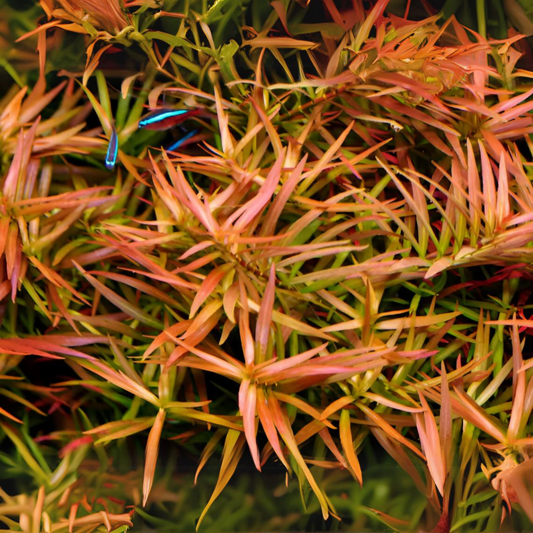 ADA IC001 Ludwigia Arcuata Narrow Leaf | TC Live Plant
