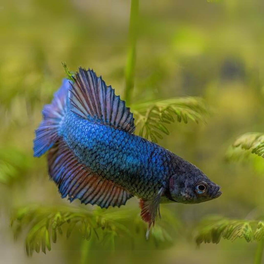 Female Betta Pregnant Green Female Veiltail Betta Fish Petco