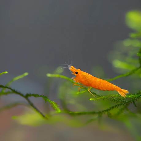 Live Fish Neocaridina Primary Color Shrimps Assorted (Pack Of 50)