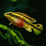 Rainbow kribensis (4-5 cms) | Single