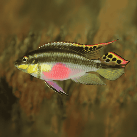 Rainbow kribensis (4-5 cms) | Single