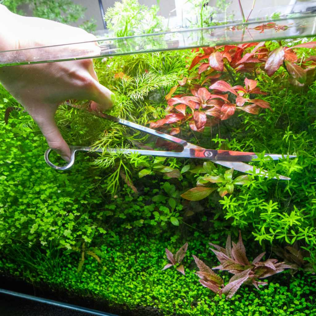 Aqua Scaping Tool HOPAR Aqua Scissor