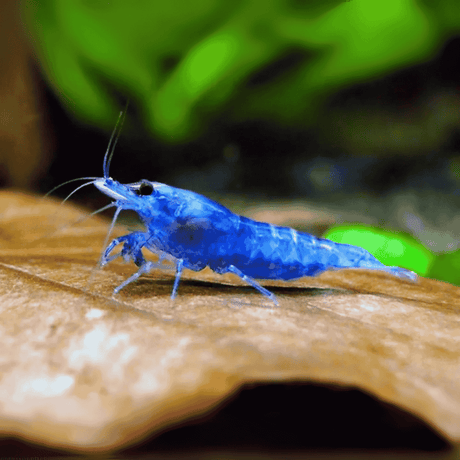 Shrimp Blue Diamond | Single