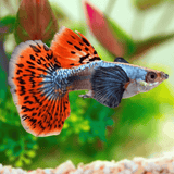 Guppy Dumbo Mosaic