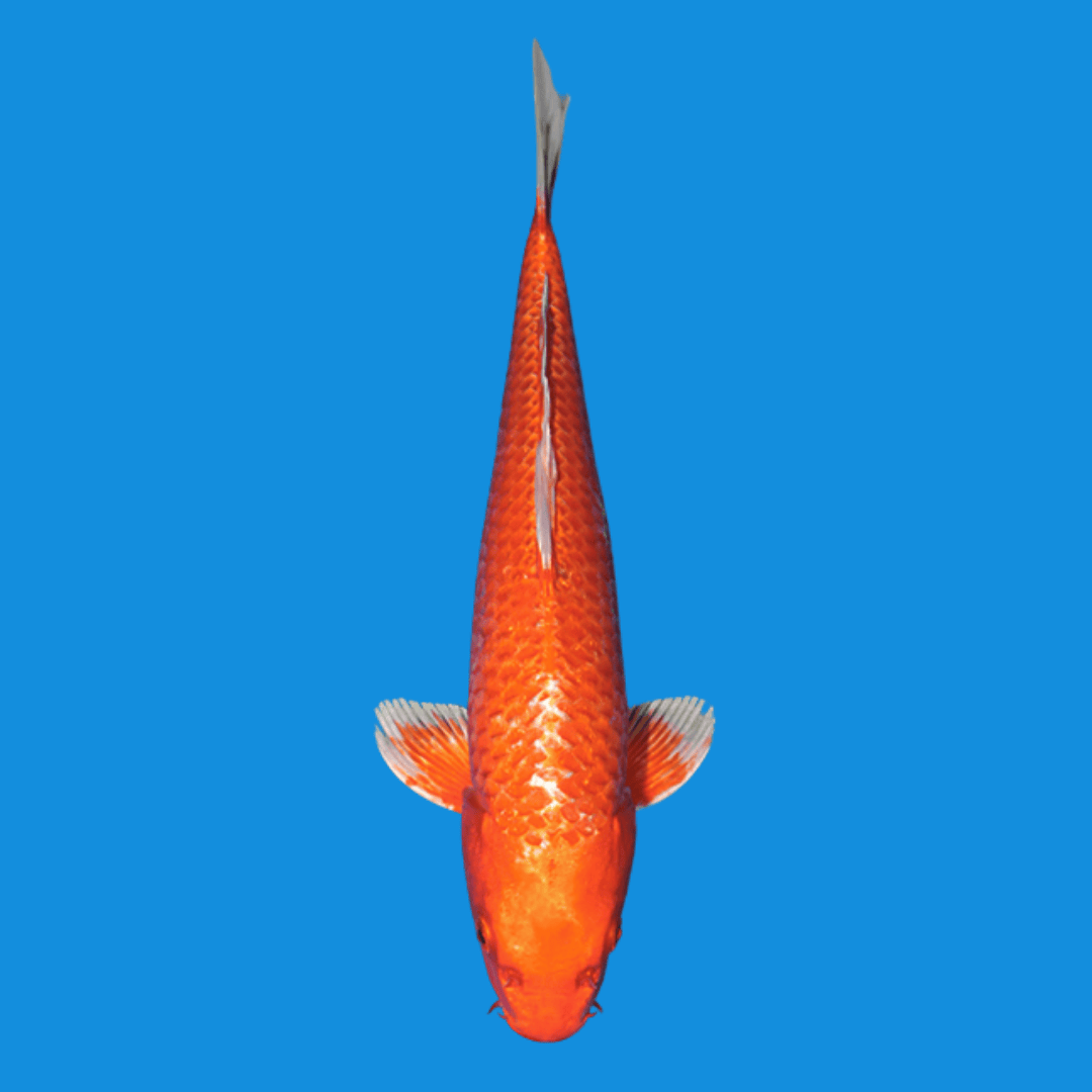 Fancy Gin Rin Akamuji Koi - Single