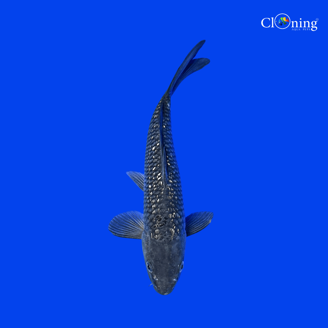Fancy Shoragoi koi - Single