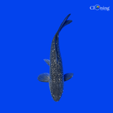 Fancy Shoragoi koi - Single