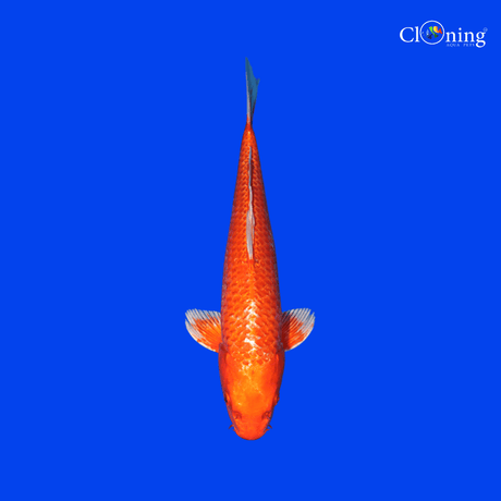Fancy Kinkoi - Single