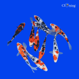 Fancy Sanke koi - Single