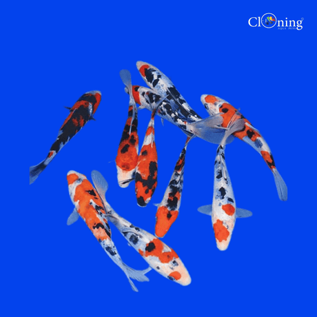 Fancy Sanke koi - Single