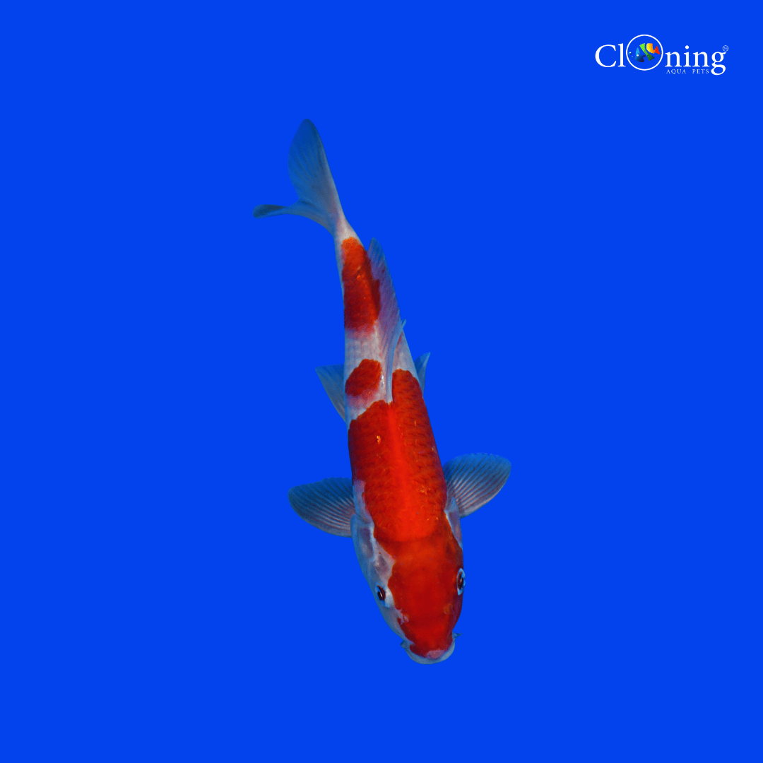 Fancy Kohaku koi - Single
